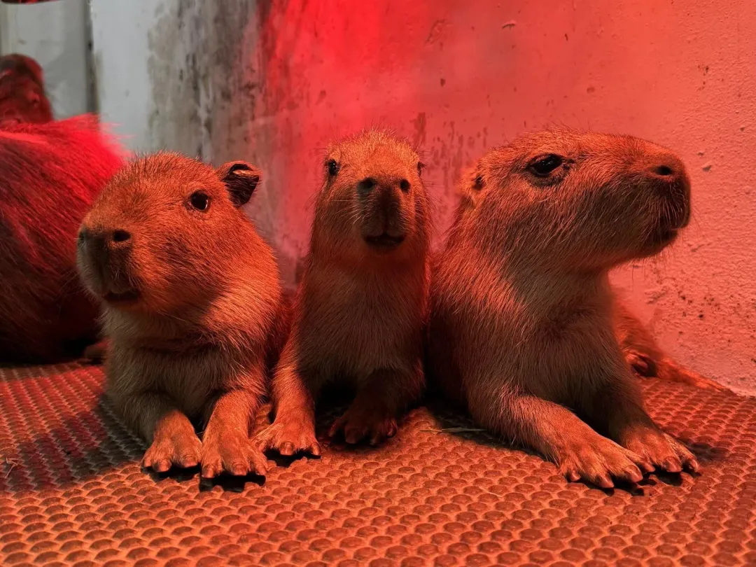 寒流來天氣冷,小水豚在紅外線保溫燈下取暖。(圖/壽山動物園)