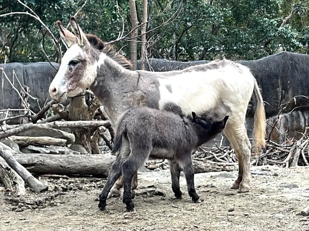 小驢在戶外展示場喝奶,同時學習適應環境。(圖/壽山動物園)