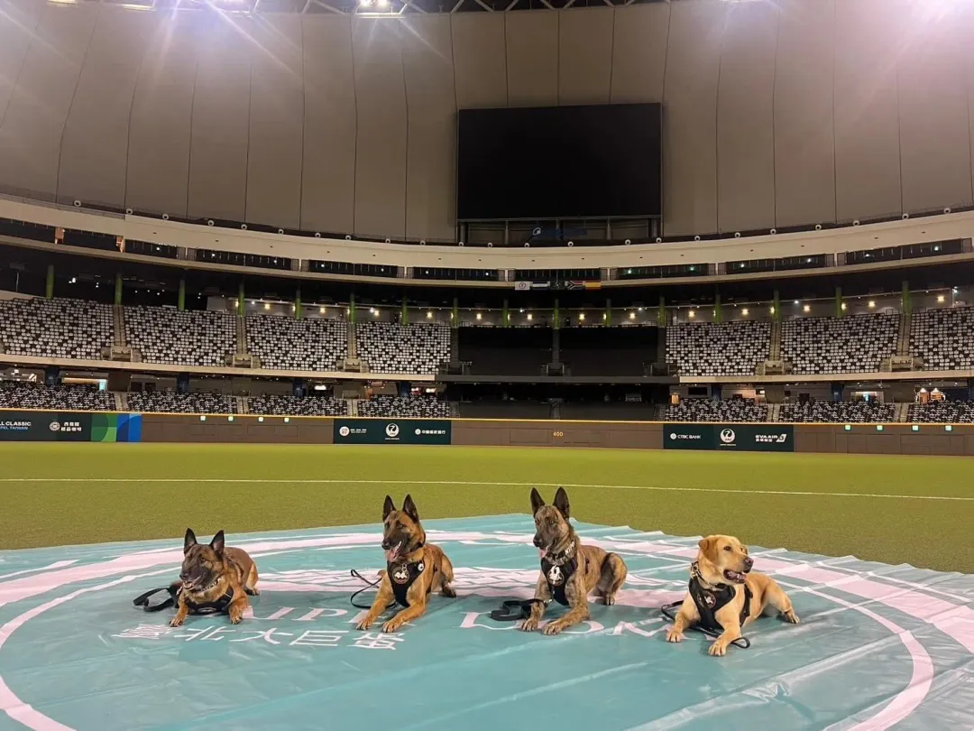 WBCQ世界棒球經典賽資格賽A組賽事今(25)日來到最終戰,官方清晨5點出動「汪汪隊」警犬巡邏偵爆,並在社群平台PO出照片,萌翻一眾網友。(圖/翻攝自Threads@come_together.2025)