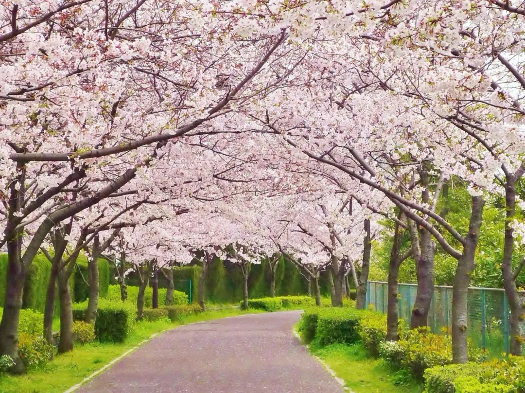 日本2025年的櫻花季進入倒數。（示意圖／photoAC）