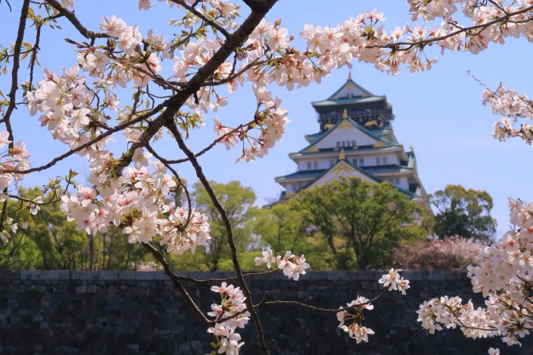 日本氣象協會25日公布最新櫻花開花預測，大阪3月25日開花。（示意圖／photoAC）