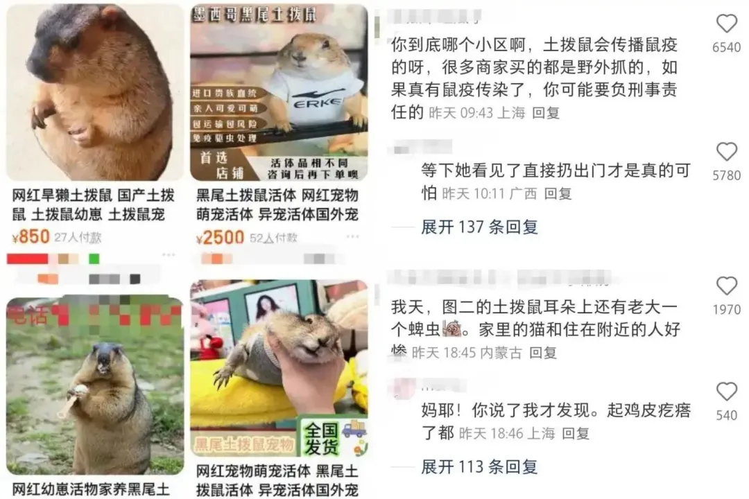 土撥鼠恐傳播鼠疫。（圖／翻攝微博）