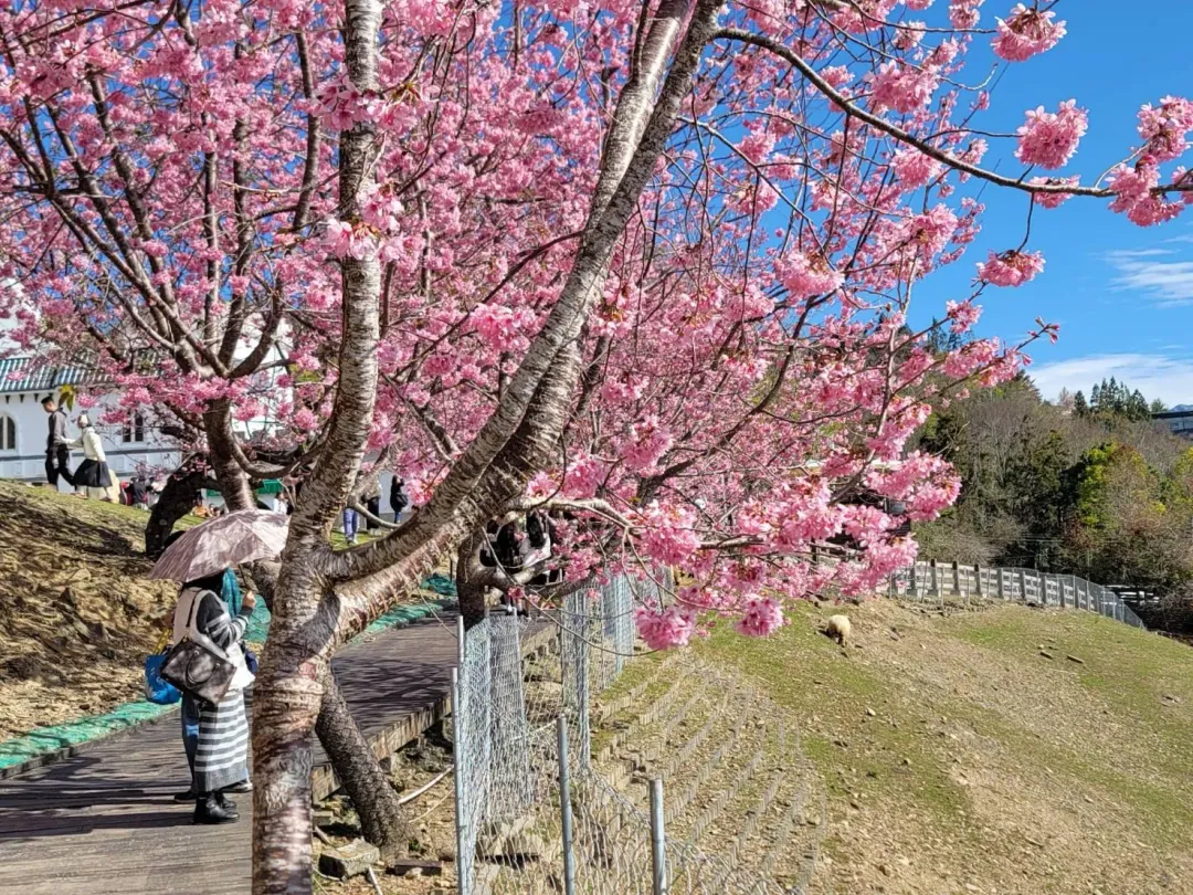 南投清境地區山櫻花、八重櫻怒放，且因先前低溫影響，花期有望展延7天至10天。（圖／中天新聞）