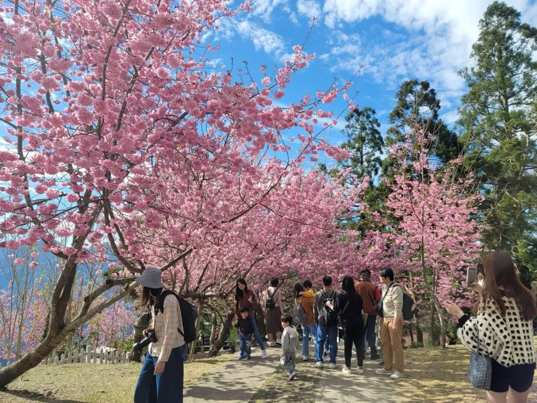 南投清境農場櫻花盛開，不少民眾趁著228連假的好天氣上山春遊。（圖／中天新聞）
