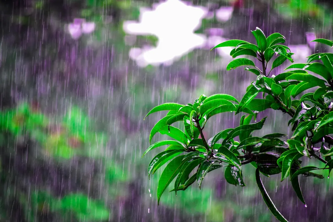 驚蟄後天氣開始變得比較溫暖，也逐漸帶點濕氣，腸胃功能有時會受到影響。（示意圖／Pixabay）