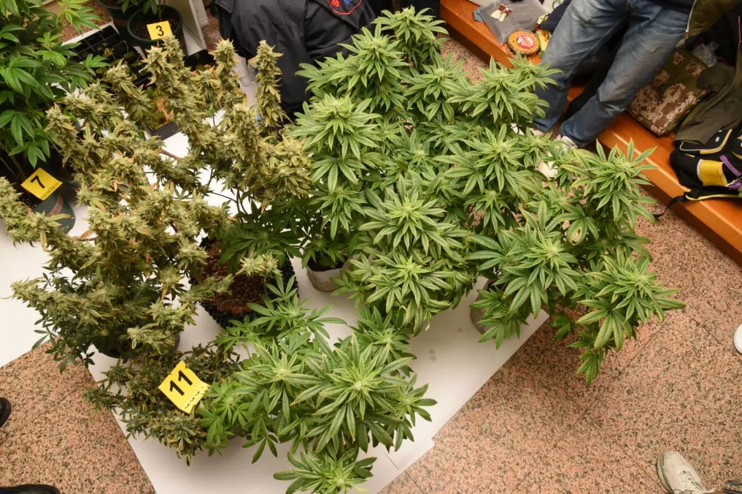 警方查扣62棵大麻植栽。（圖／翻攝畫面）