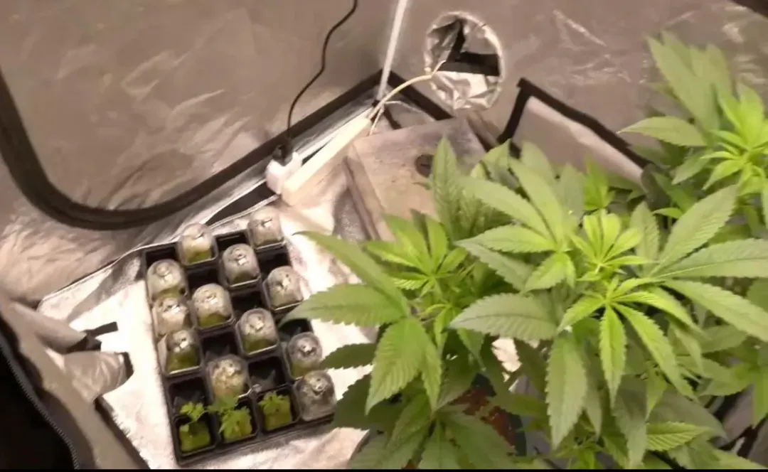 嫌犯將自家房間改裝成大麻植栽場。（圖／翻攝畫面）