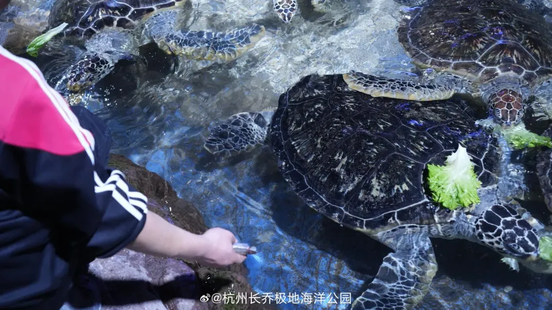 杭州長喬極地海洋公園發生海龜遭亂餵異物事件。（圖／翻攝微博）