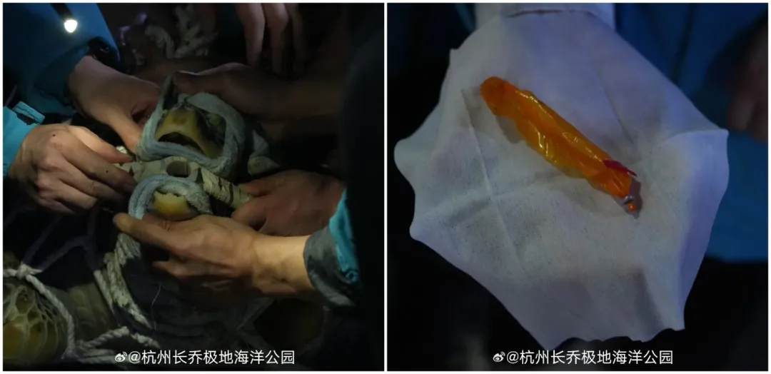 園方為海龜照胃鏡後，夾出吞下的鱈魚腸包裝袋。（圖／翻攝微博）