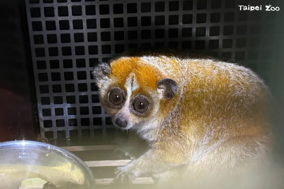 「Chö」目前正進行檢疫中，之後將與動物園另1隻雄性個體相處配對。（圖／台北動物園提供）