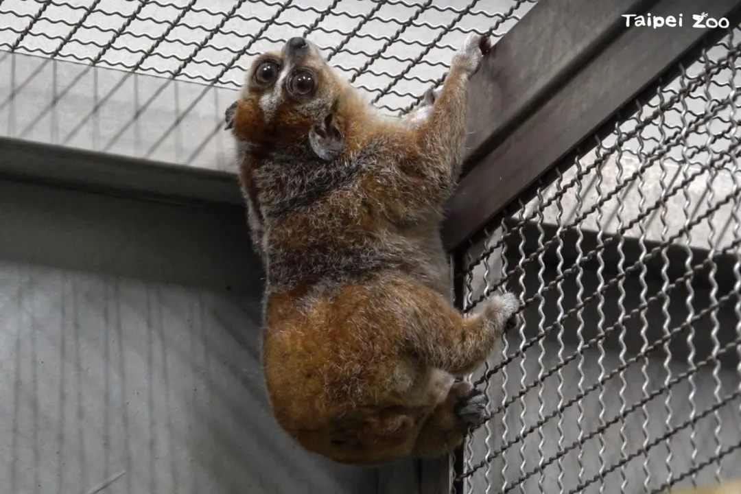 小懶猴為夜行性動物，天暖時活動力較佳。（圖／台北動物園提供）