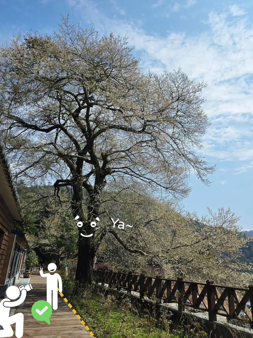 觀霧國家森林遊樂區提醒,賞櫻時零踐踏、零接觸。(圖/翻攝自觀霧國家森林遊樂區臉書)
