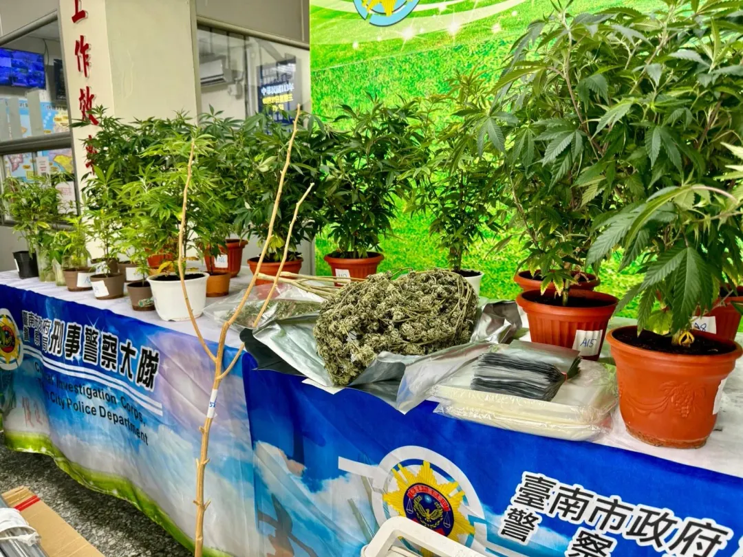 去年6月13日,警方攻堅劉男位於嘉義的租屋,查獲大麻種植及製毒場。(圖/翻攝畫面)