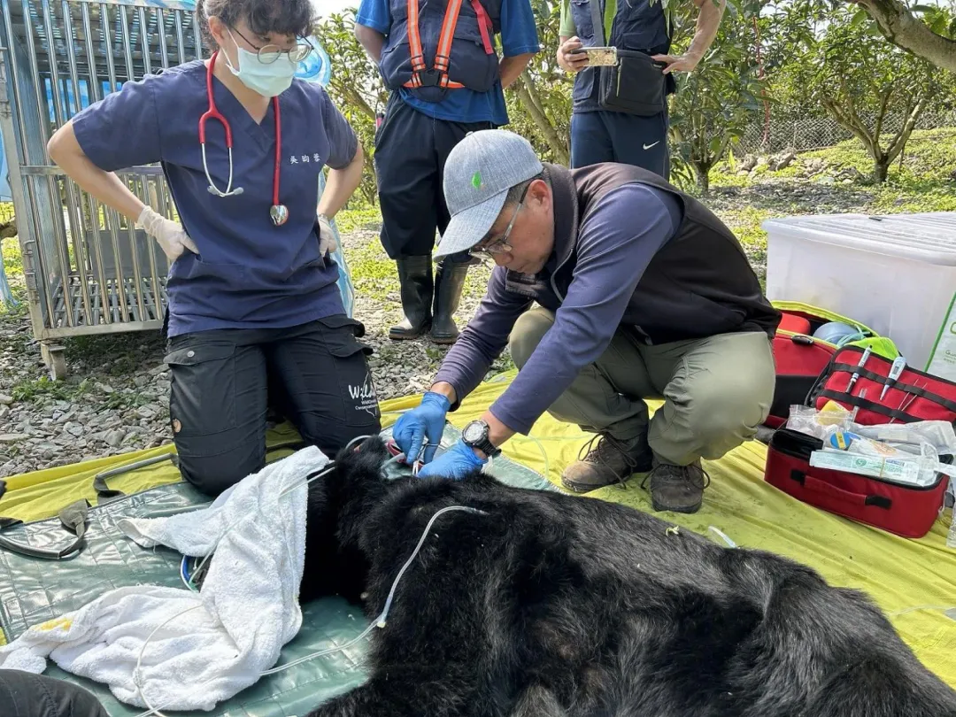達古阿里順利被誘捕,身形明顯消瘦許多。(圖/林業及自然保育署花蓮分署提供)
