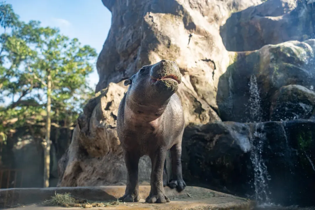 侏儒河馬「Thabo」，於今(2025)年3月10日凌晨4點22分在台北木柵動物園不幸離世。（圖／翻攝畫面）