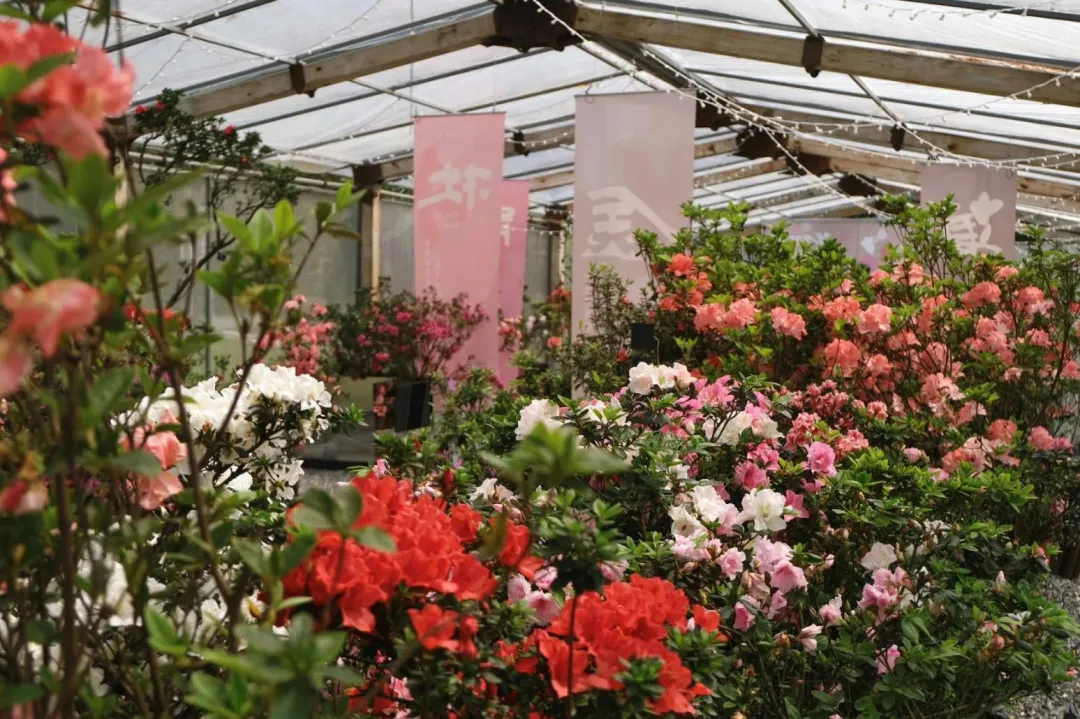 杜鵑美術館展示花農柳枝芳自行育成及在地花農們珍藏共22種特殊品種杜鵑。(圖/新北市政府提供)