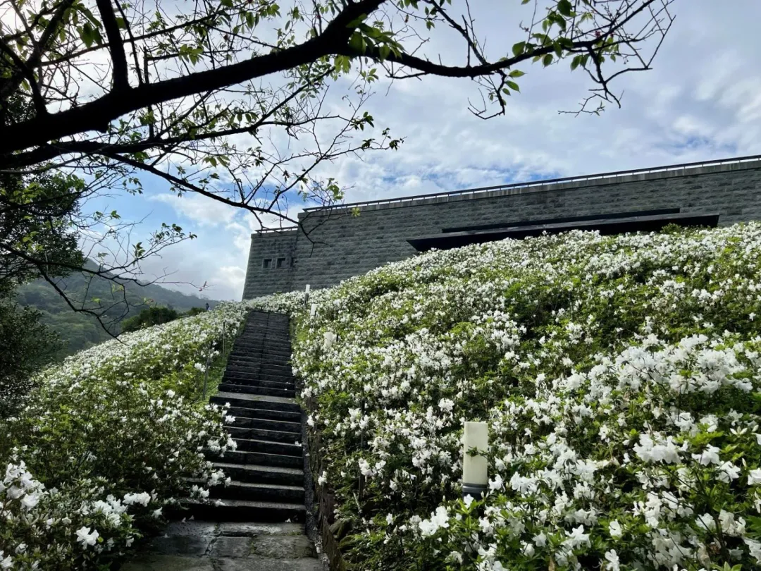 法鼓山世界佛教教育園區首次開放園內祈願步道,近7,000株漫山雪白杜鵑花海綻放。(圖/新北市政府提供)