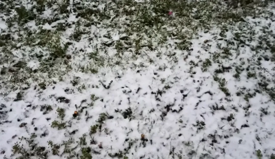 福壽山農場下雪。（圖／翻攝自福壽山農場FushoushanFarm臉書粉專）