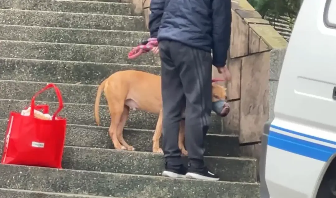 Lucky被戴上嘴套,稍早由動保處人員帶走,將送往台北市動物收容所暫時安置。(圖/中天新聞)