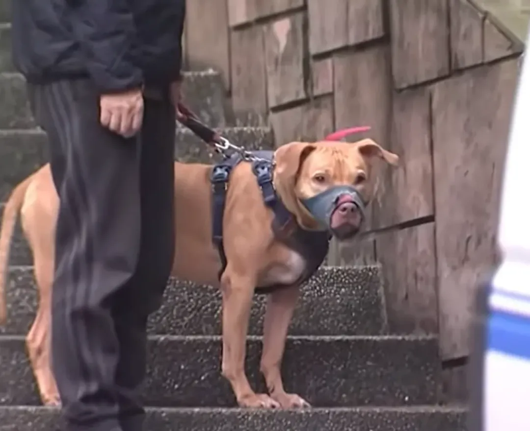 2度開窗跳車咬傷人的比特犬「Lucky」已在18日由動保處配上嘴套與繫繩帶走。（圖／中天新聞）