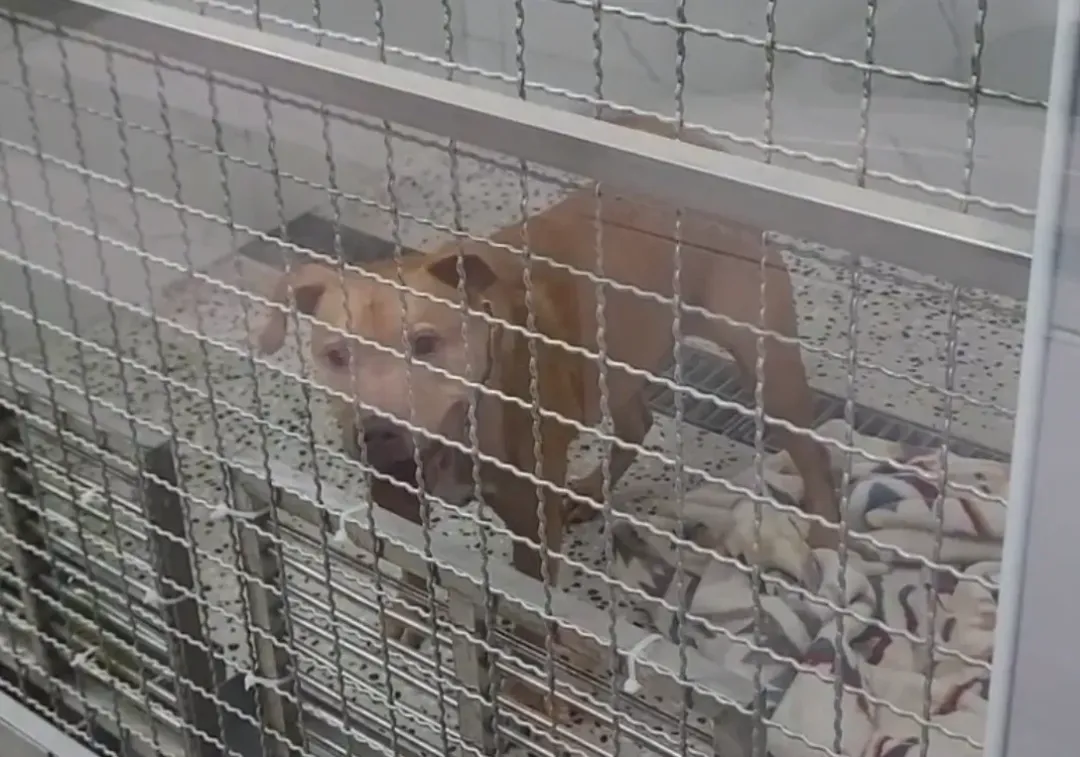 台北市徐姓男子飼養的比特犬11天內2度跳窗咬傷機車騎士，目前暫安置在台北市動物收容所。（圖／中天新聞）