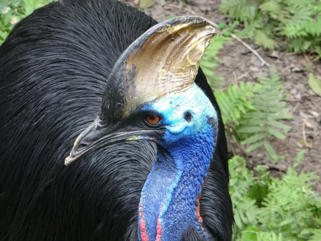 「東施」是臺北動物園裡碩果僅存的食火雞。（圖／台北市立動物園提供）