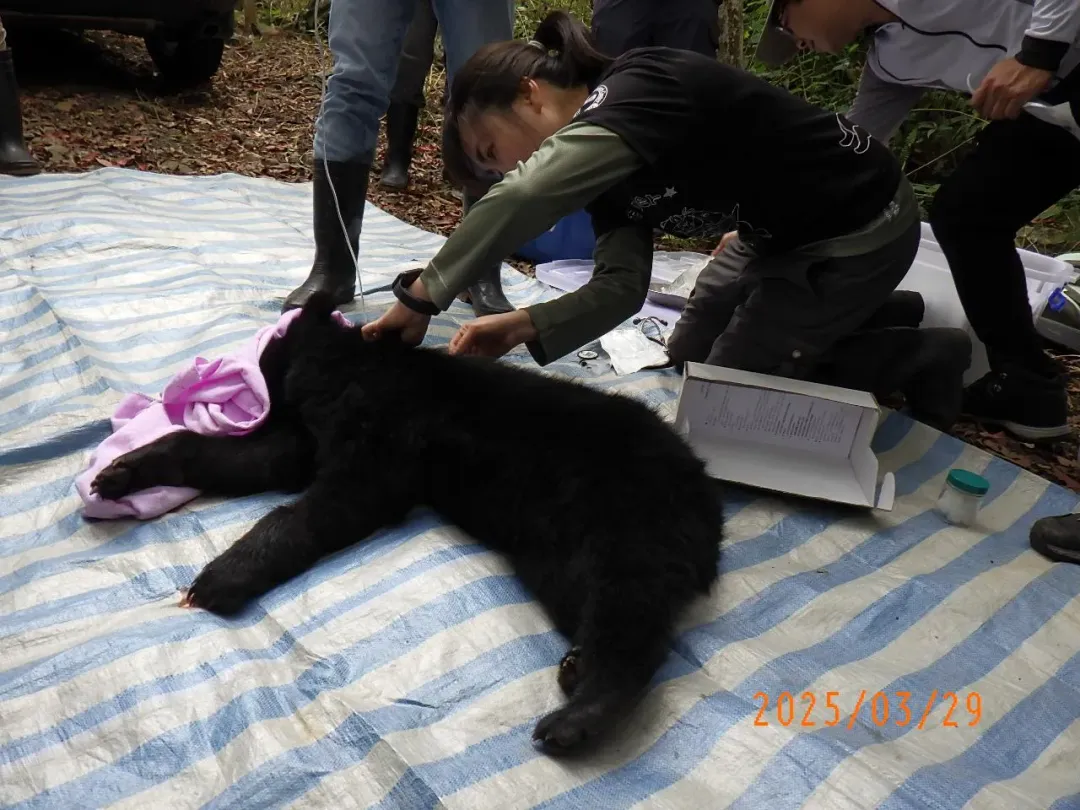 獸醫師團隊將黑熊麻醉後於現場進行初步檢傷處置。(圖/林業保育署提供)
