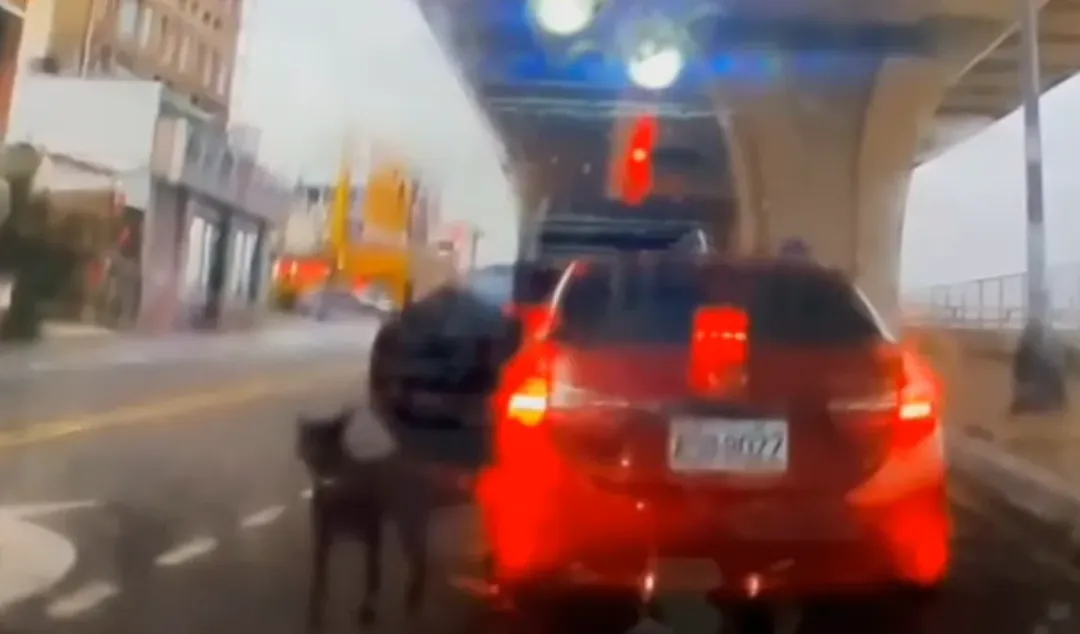 紅色轎車開車門將一隻黑狗丟棄在馬路上。（圖／翻攝畫面）