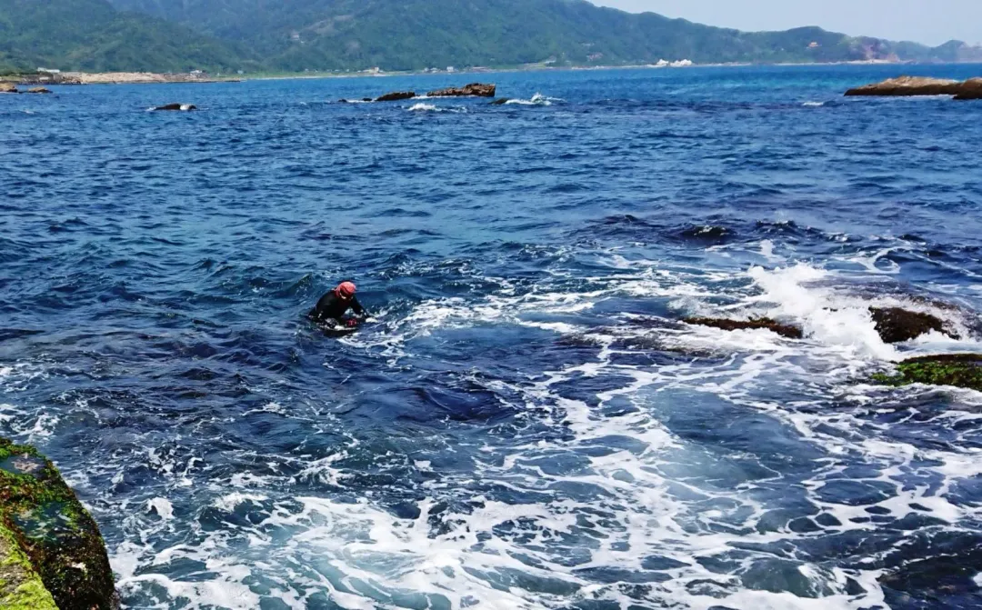 海女婆婆不懼海浪的衝擊俯身潛入海中摘採老天爺賞賜的海中珍品-新北石花菜。(圖/新北市漁業處提供)