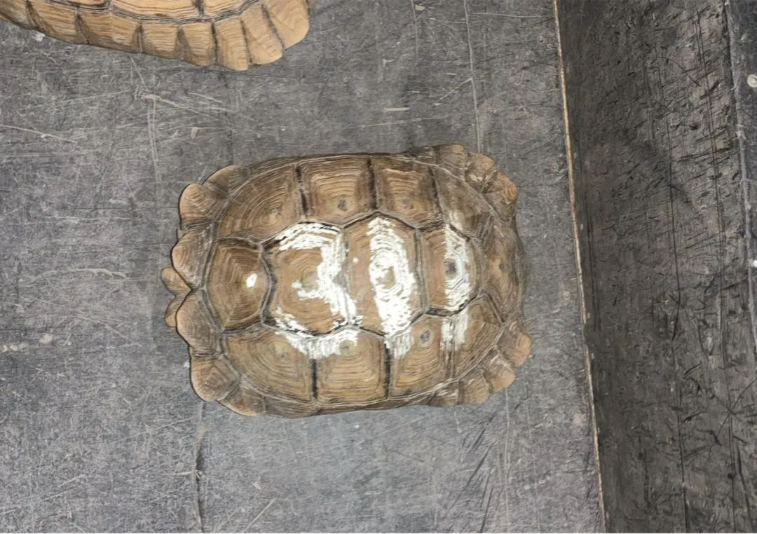 目前已成功尋獲8隻遭竊象龜。(圖/警方提供)