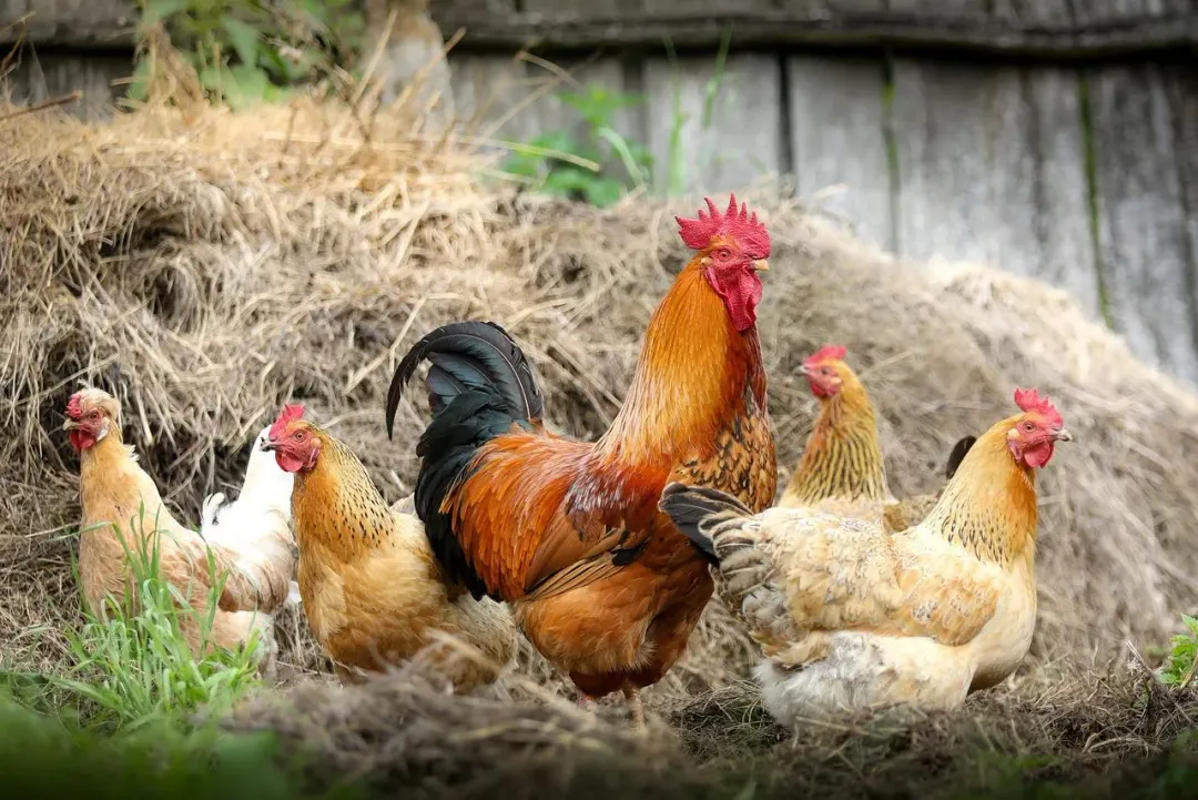 墨西哥出現首例人類感染H5N1禽流感死亡案例。（示意圖／Pixabay）