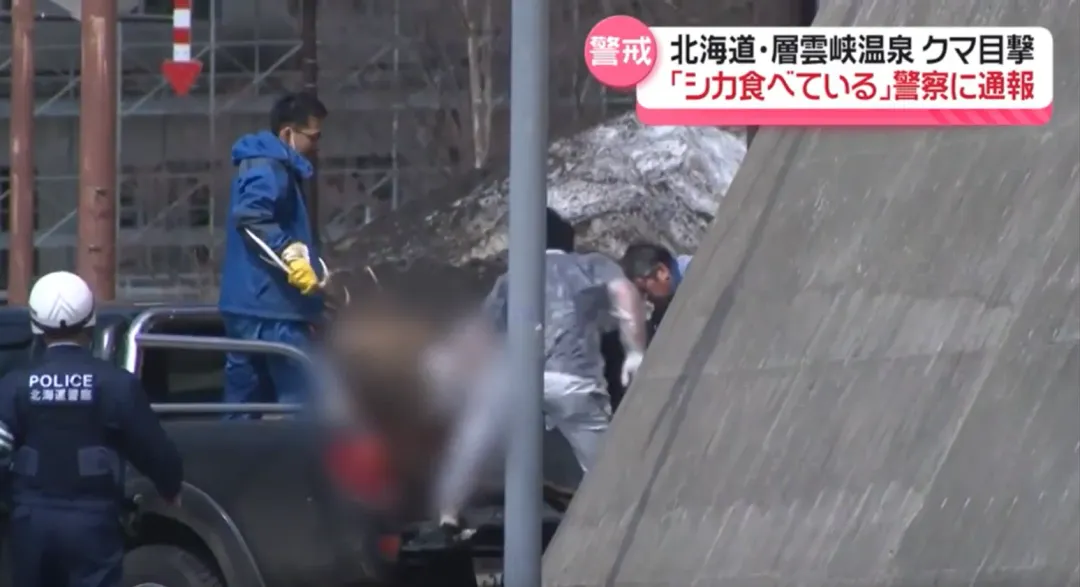 有關單位事後派員帶走鹿屍，警方提醒附近遊客和居民需注意熊隻再度出沒。（圖／NTV）