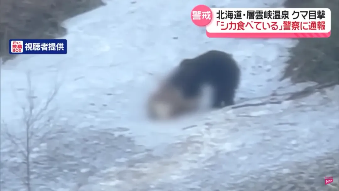 日本北海道層雲峽溫泉區最近有人目擊熊隻獨自出沒覓食，大口撕咬著鹿肉。（圖／NTV）