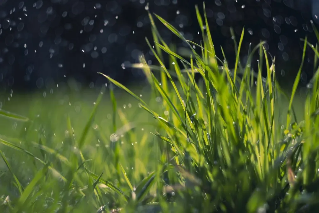 4月20日即將迎來24節中的「穀雨」。（示意圖／取自pixabay）