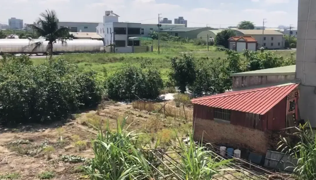 附近菜園可能成為綠鬣蜥的覓食地。（圖／中天新聞）