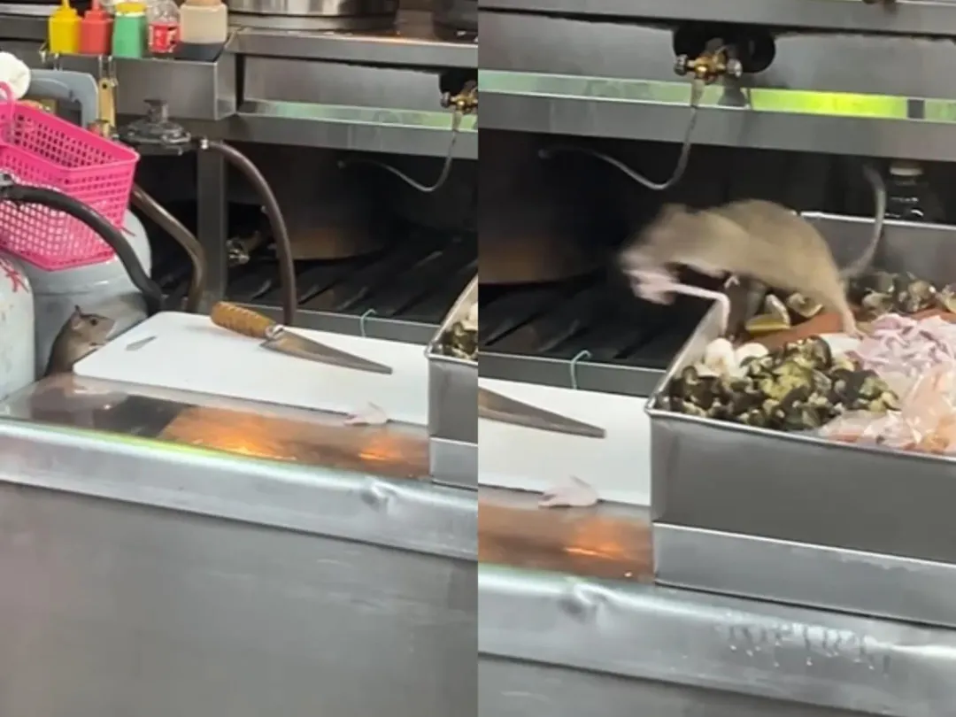 老鼠爬上料理檯,當場叼走一塊透抽,動作迅速熟門熟路。(圖/翻攝自Threads/emmmma_089)