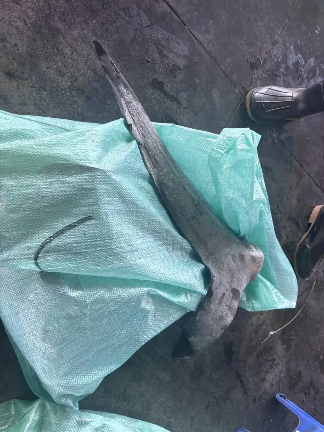 專案小組發現捕獲後遭切割的鯊魚魚鰭。(圖/屏東地檢署提供)