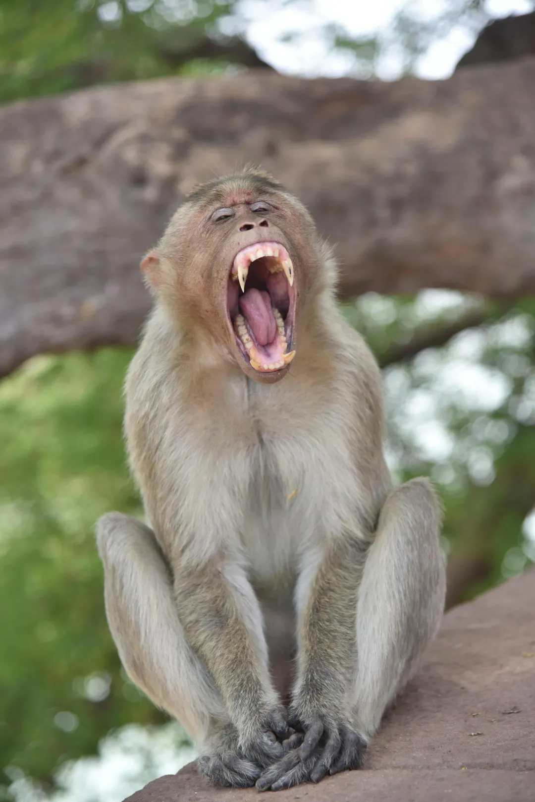 印度多地出現猴患。（示意圖／unsplash）