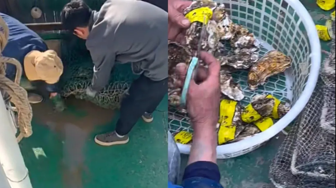 出海撈到「生蠔貼有標籤」，陸網推測「有人放生」。（圖／翻攝微博）