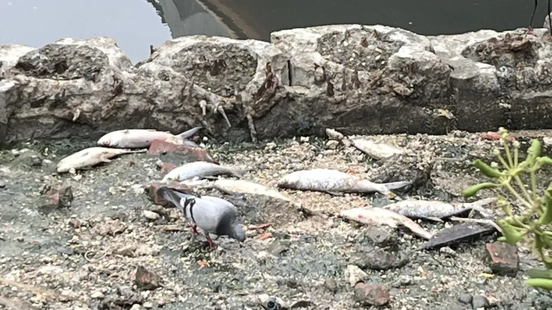台南運河12日發生大規模魚群死亡事件。（圖／翻攝畫面）