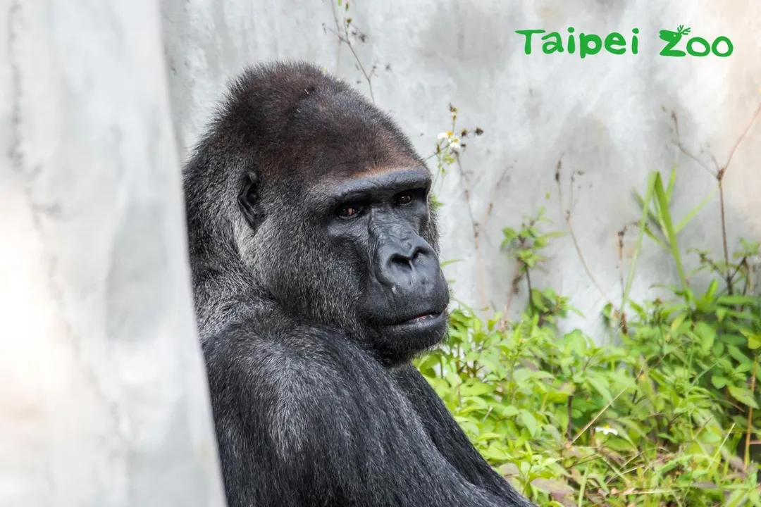 大猩猩「寶寶」驚傳離世。（圖／翻攝自Taipei Zoo 臺北市立動物園）