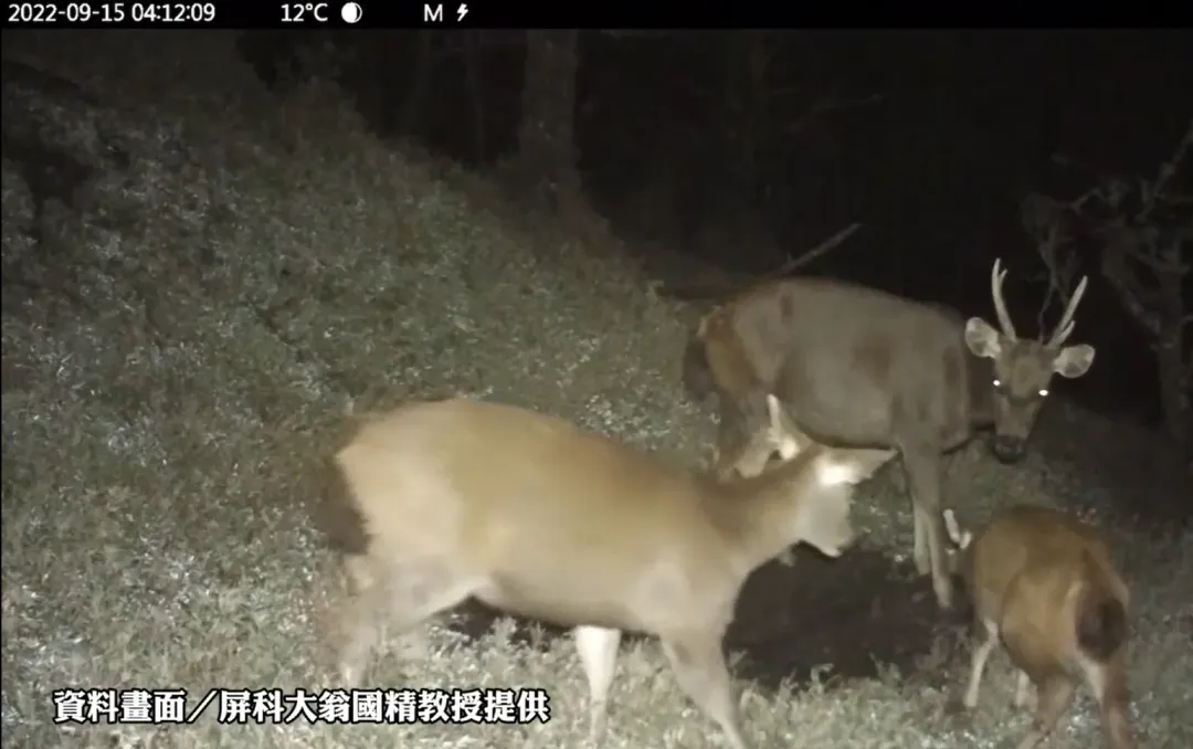 台灣水鹿現為政府公告之「其他應予保育之野生動物」。（圖／非當事水鹿／屏科大翁國精教授提供）
