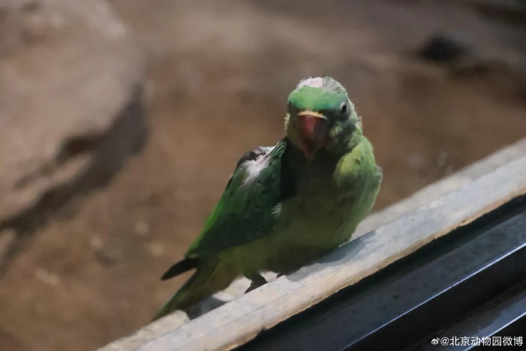 北京動物園回應稱這一現象係親鳥育雛自然行為。（資料照／翻攝自微博）