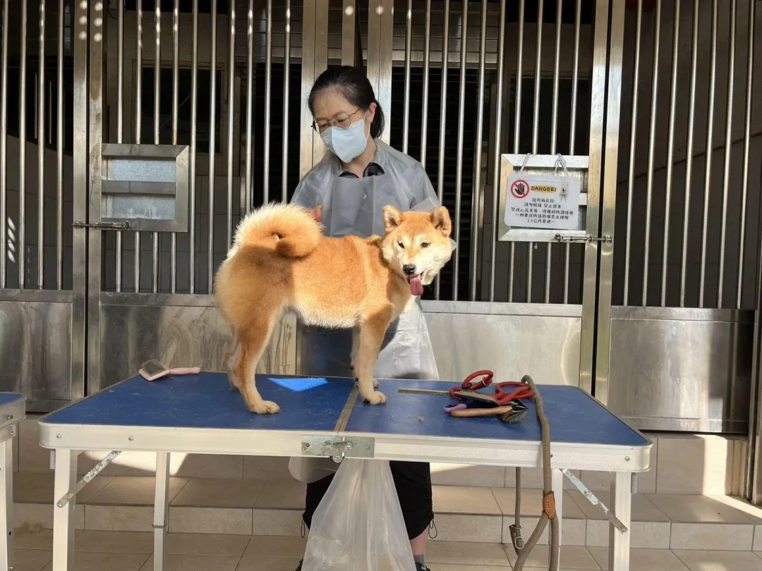 一名蔡姓女子不顧飼主責任，開車沿路遺棄16隻柴犬。（圖／縣府提供）