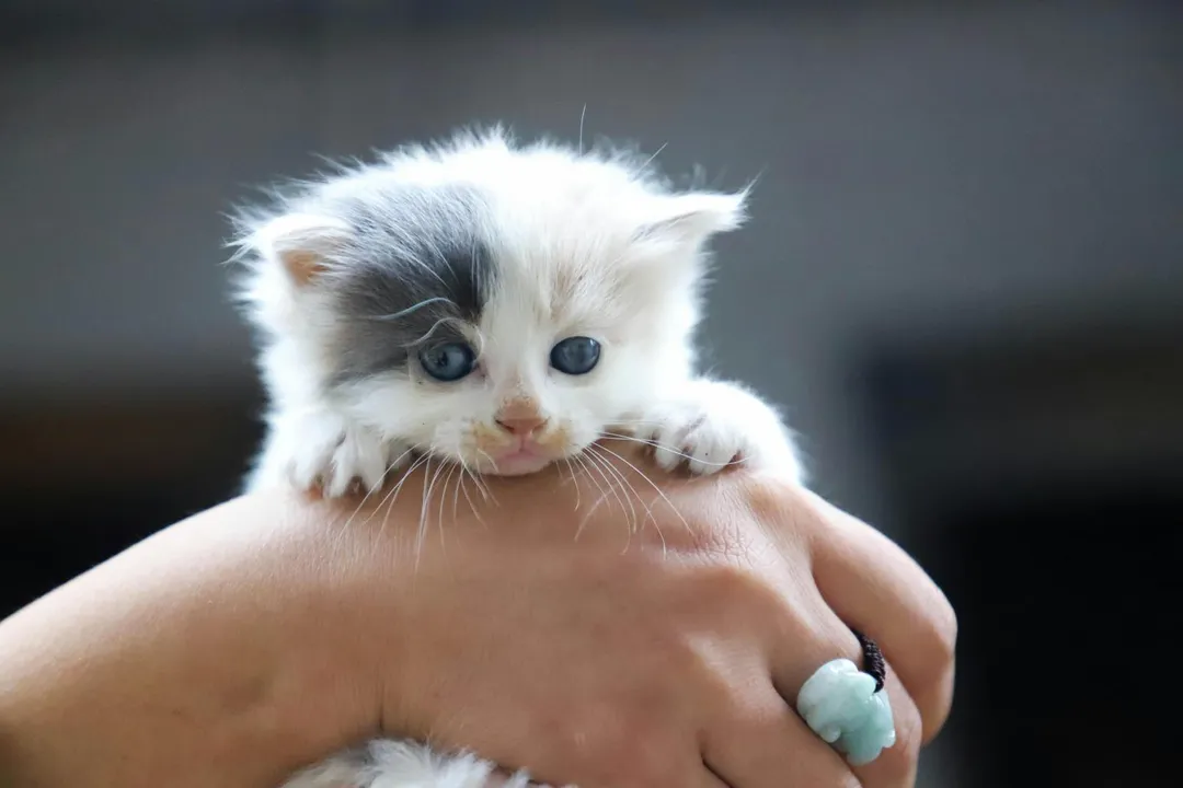小貓。(示意圖/pexels)