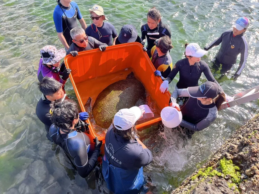 動保處出動6名專業潛水員，於5月2日下午3點退潮時展開救援。（圖／新北市動保處）