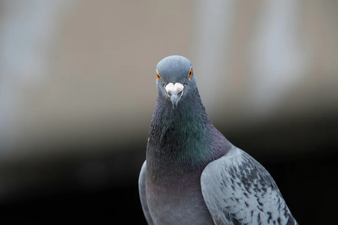 養鴿人、鳥類愛好者、園藝工作者等長期接觸鳥類或土壤者,以及免疫力低下者,皆為感染新型隱球菌的高風險族群。(示意圖/Pixabay)