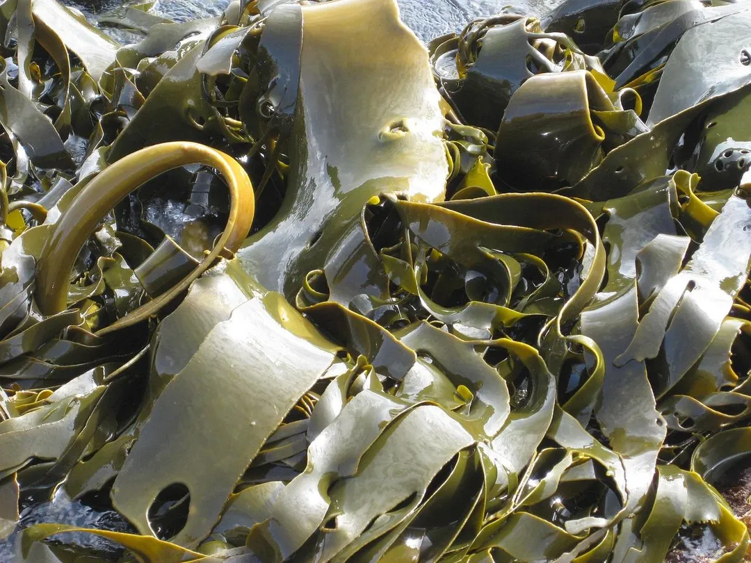 海帶芽又名裙帶菜（Undaria pinnatifida），與用於煮高湯的昆布（海帶）是不同的海藻類植物。（示意圖／Pixabay）