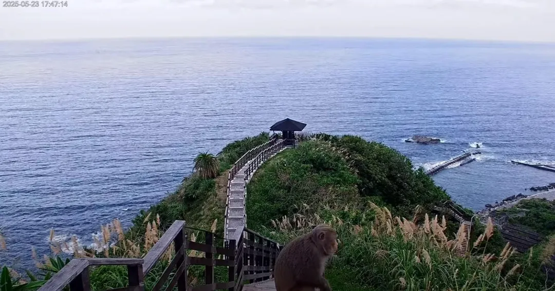 一隻猴子突然現身攝影機前。(圖/翻攝自東部海岸國家風景管理處YouTube)