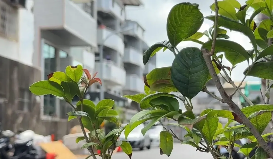 台南市社會局指出,案家多年前曾有過家暴記錄。(圖/中天新聞)